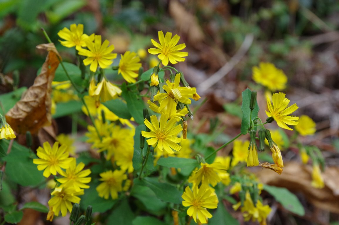 ���N�V�\�E