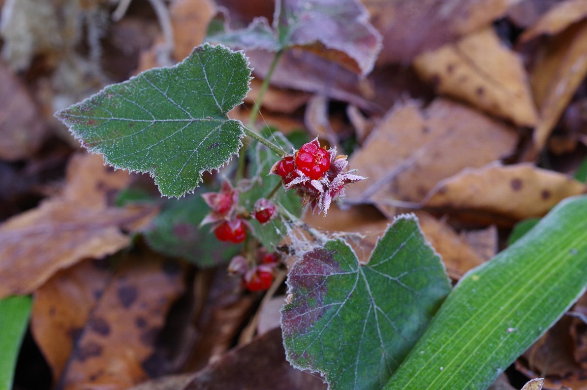 �t���C�`�S