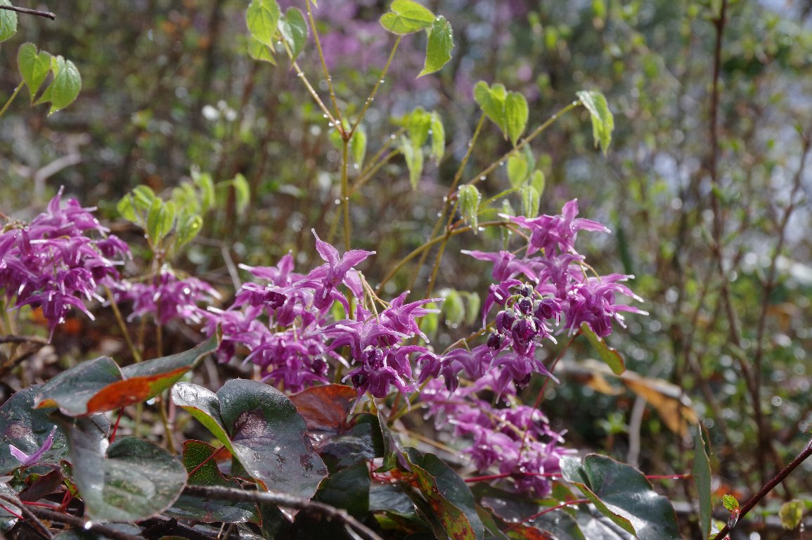 �g�L���C�J���\�E