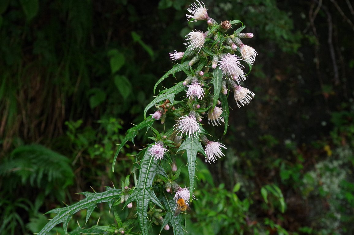 �I�n�����A�U�~