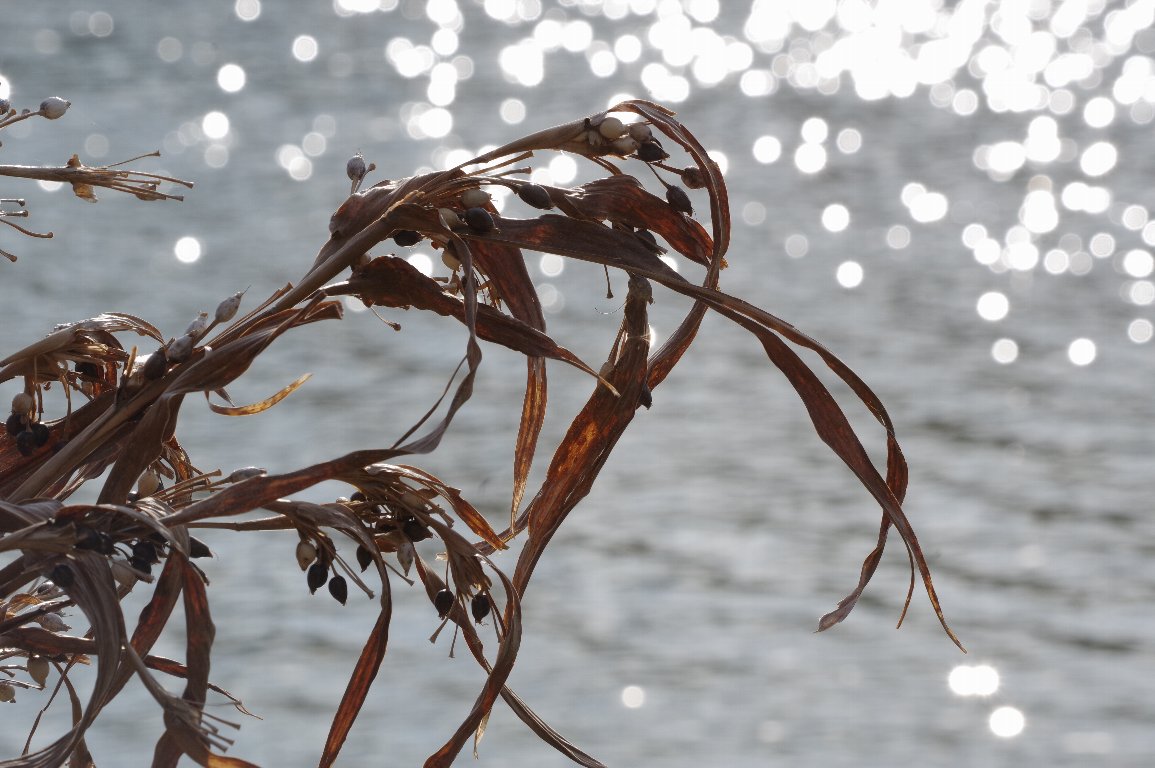 �W���Y�_�}