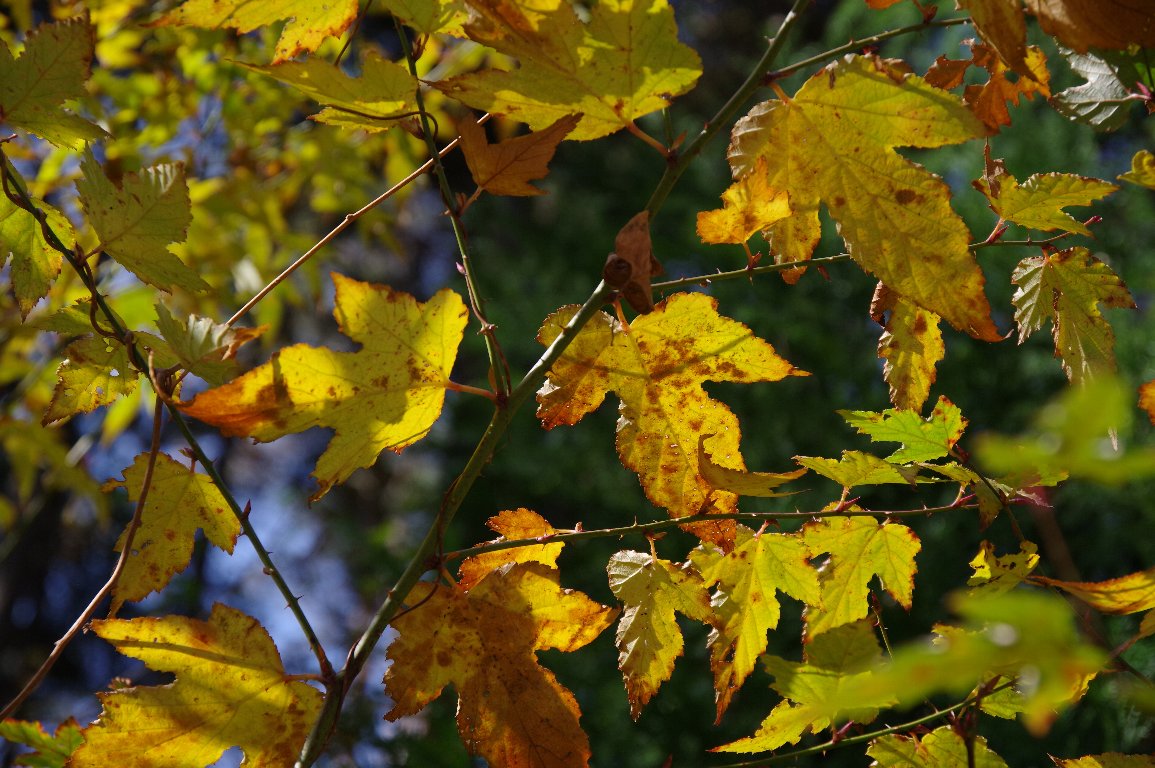 �i�K�o���~�W�C�`�S