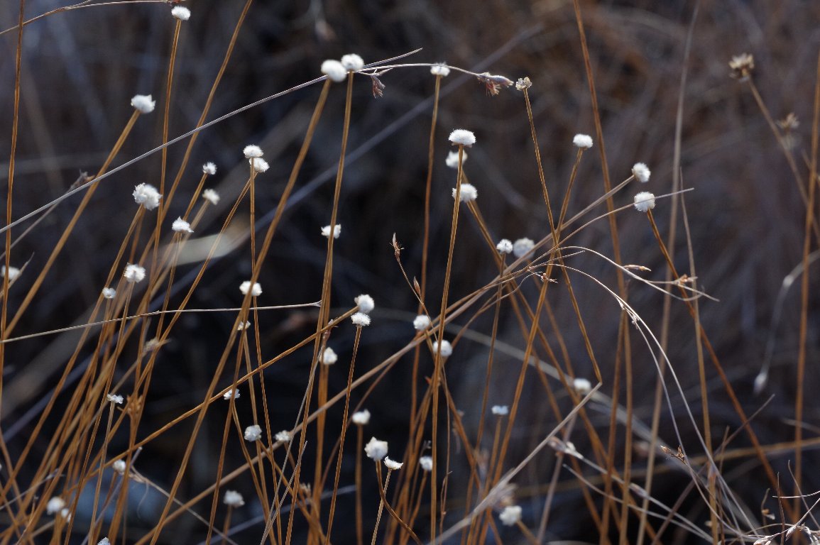 �V���^�}�z�V�N�T