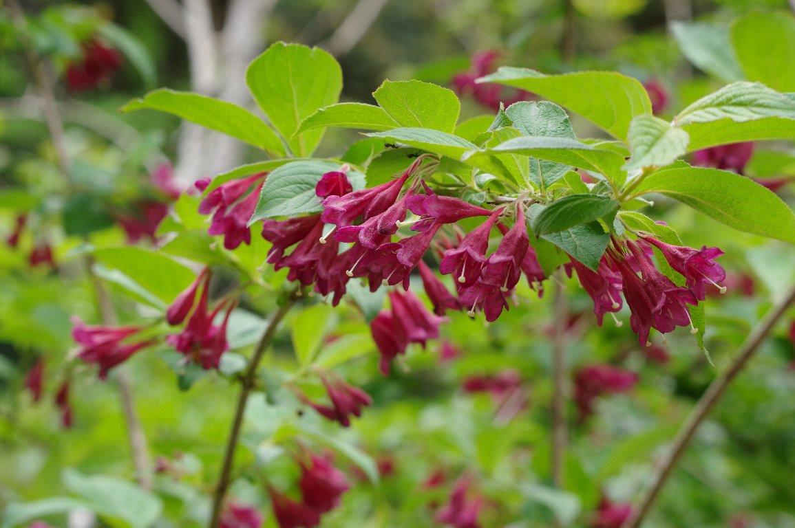 ���u�E�c�M