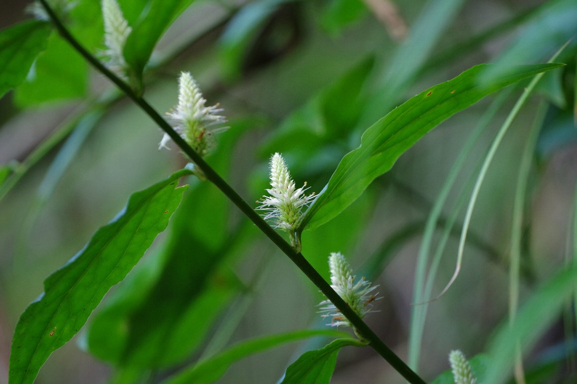 �L�m�N�j�X�Y�J�P