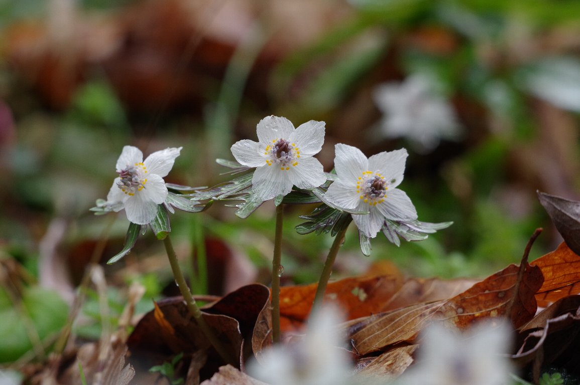 �Z�c�u���\�E