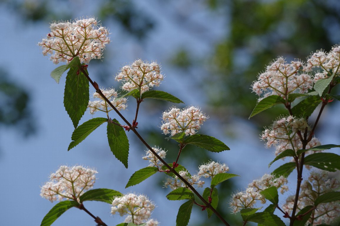 �R�o�m�K�}�Y�~