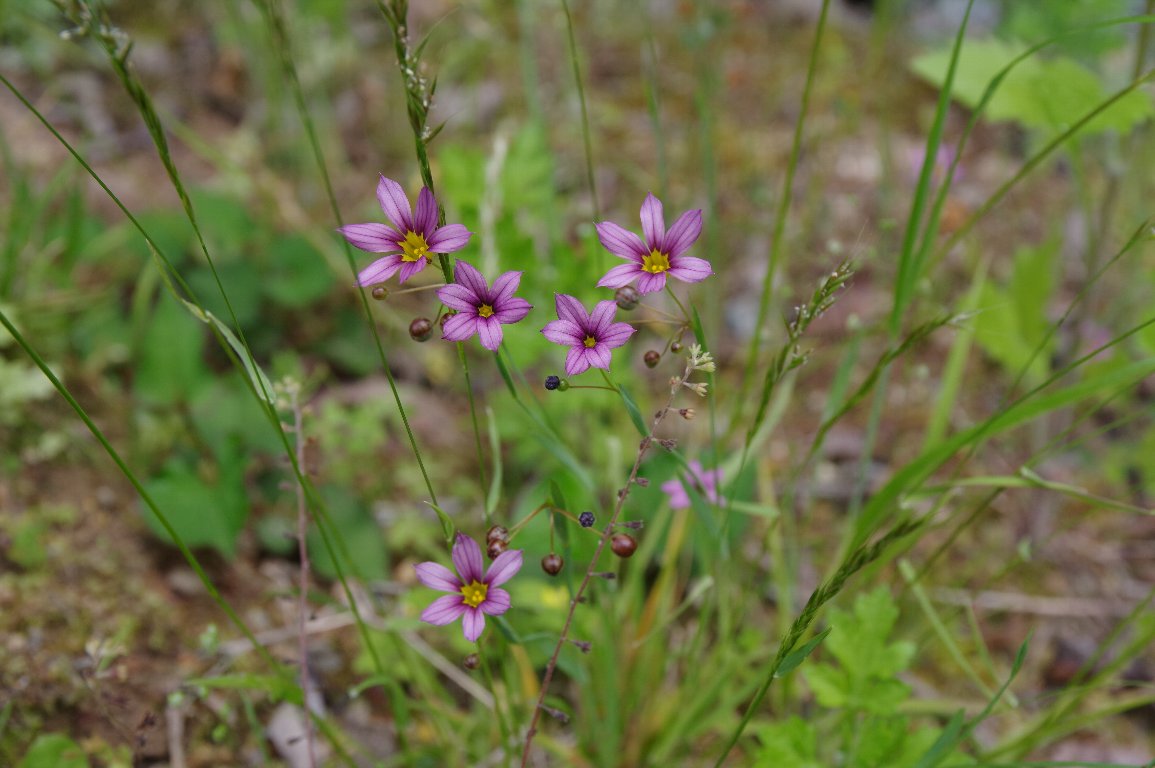 �j���[�L�V���E