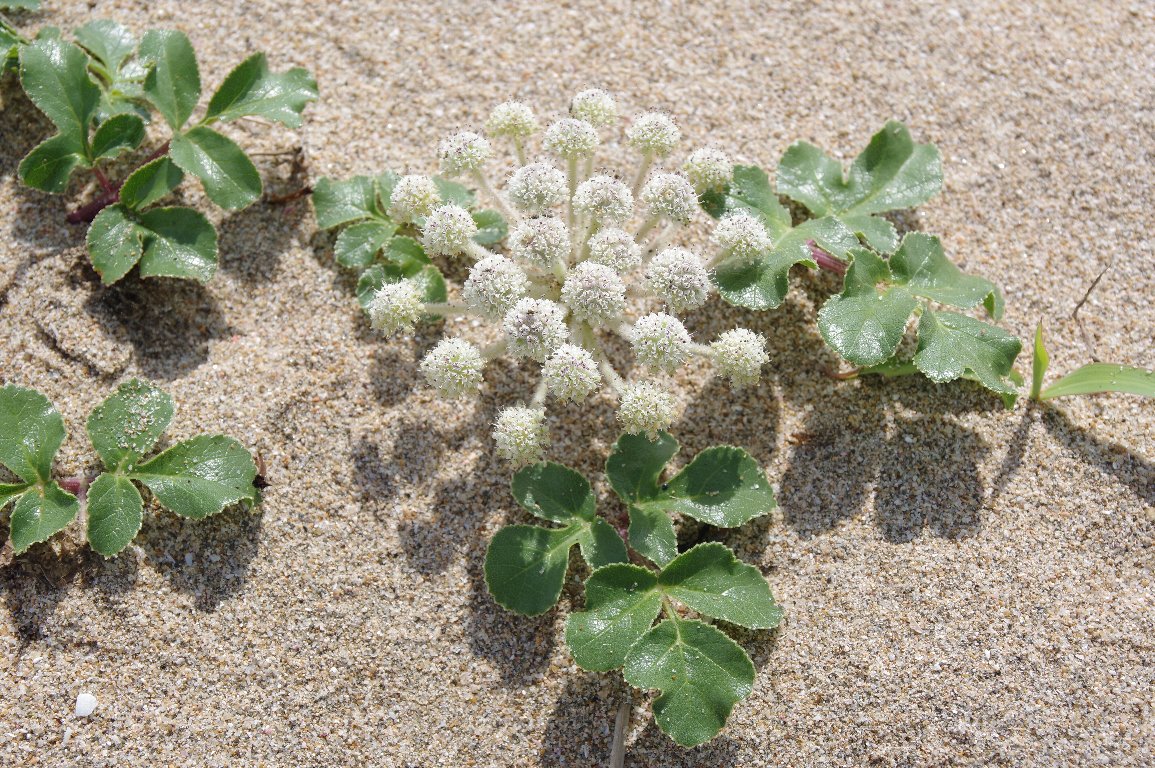 �n�}�{�E�t�E