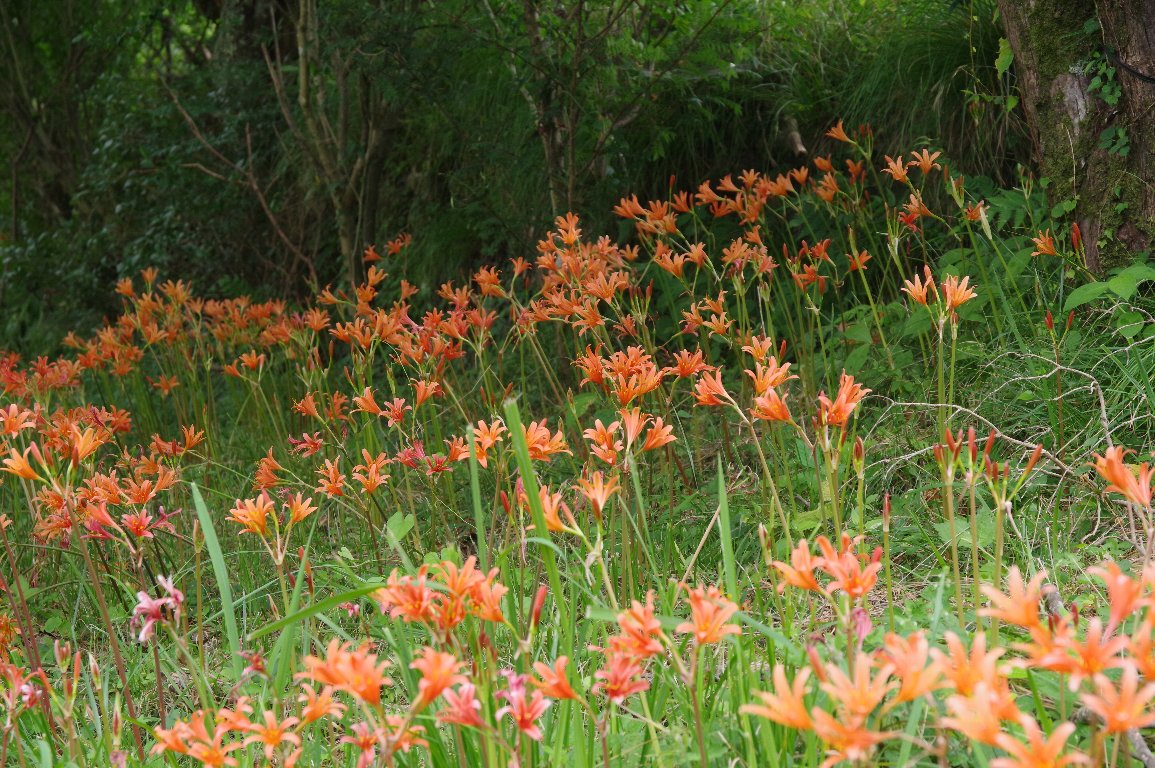 �L�c�l�m�J�~�\��