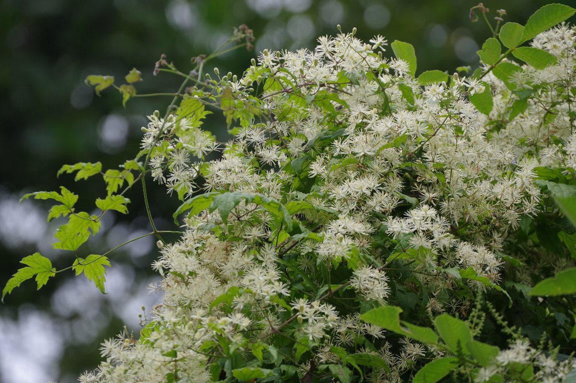 �{�^���d��