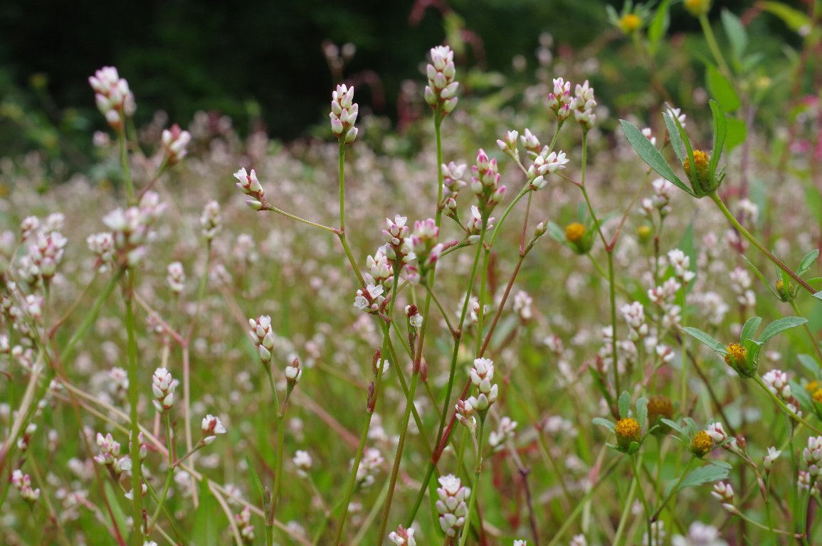 ���m�l�O�T