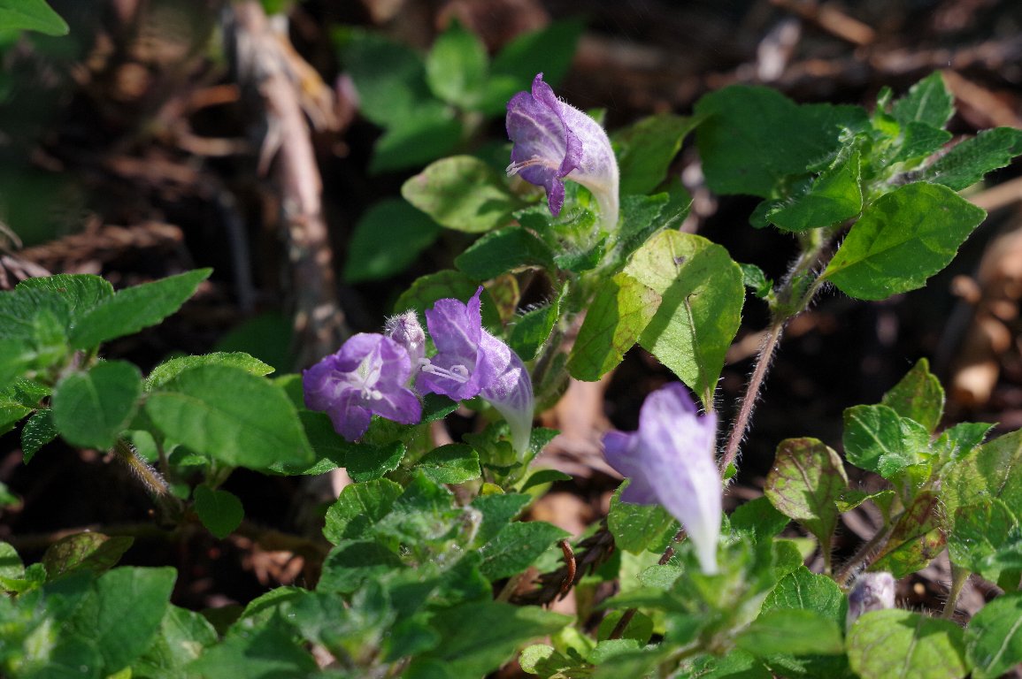 ���L�~�o�i