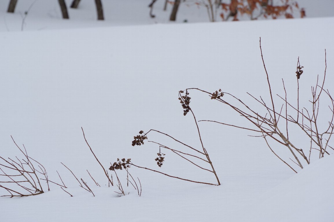 �m���E�c�M