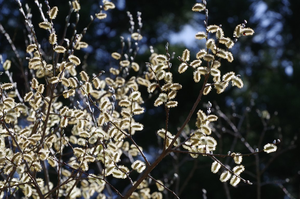 �o�b�R���i�M