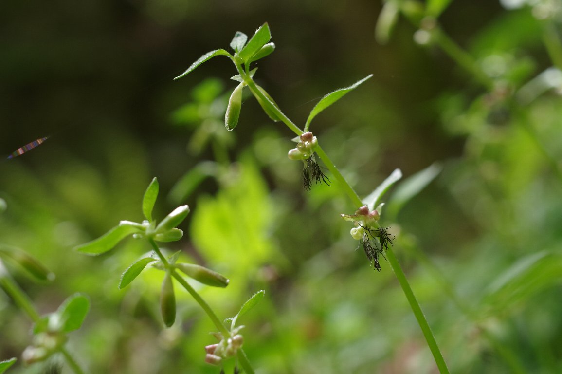 ���}�g�O�T