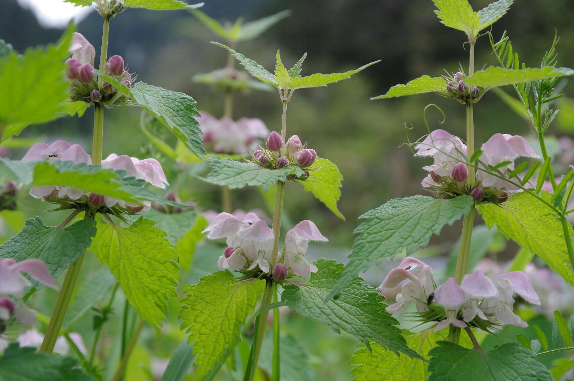 �I�h���R�\�E