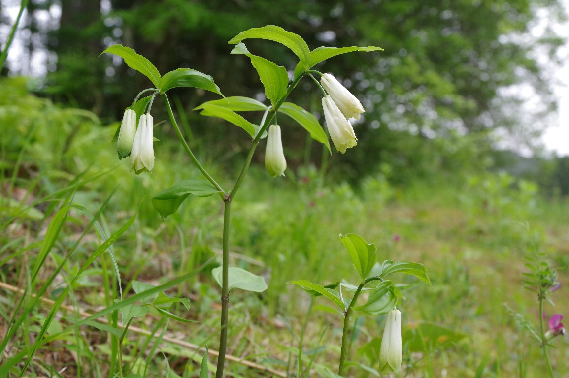 �z�E�`���N�\�E