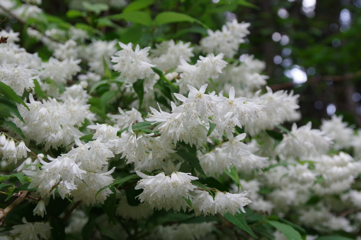 �E���W���E�c�M