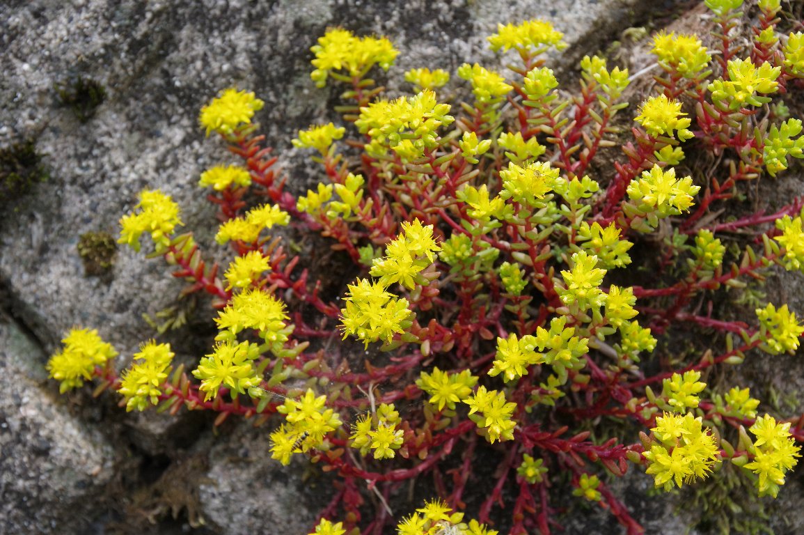 ���m�}���l���O�T