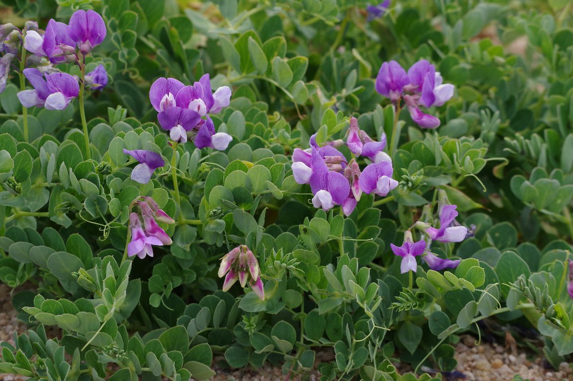 �n�}�G���h�E