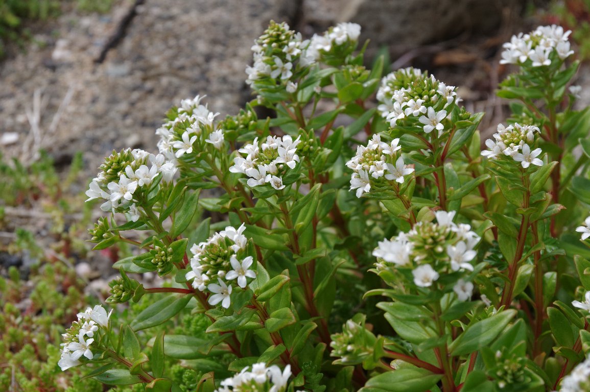 �n�}�{�b�X