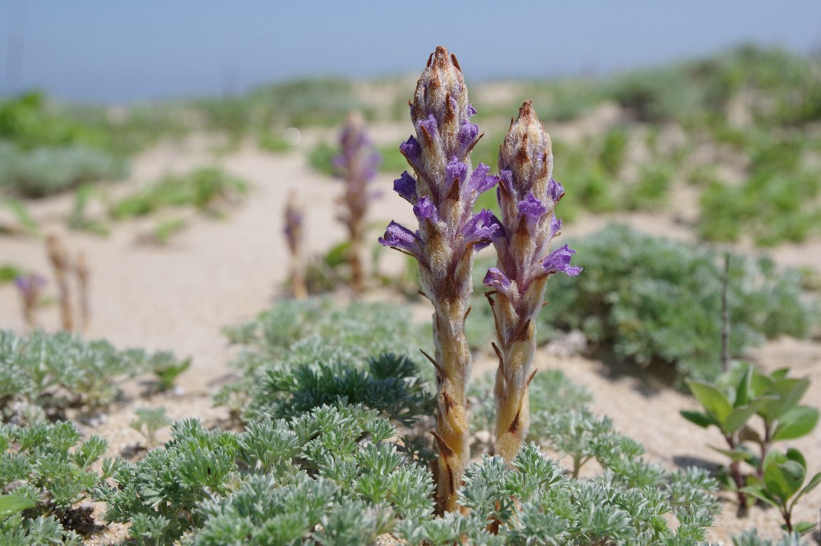 �n�}�E�c�{