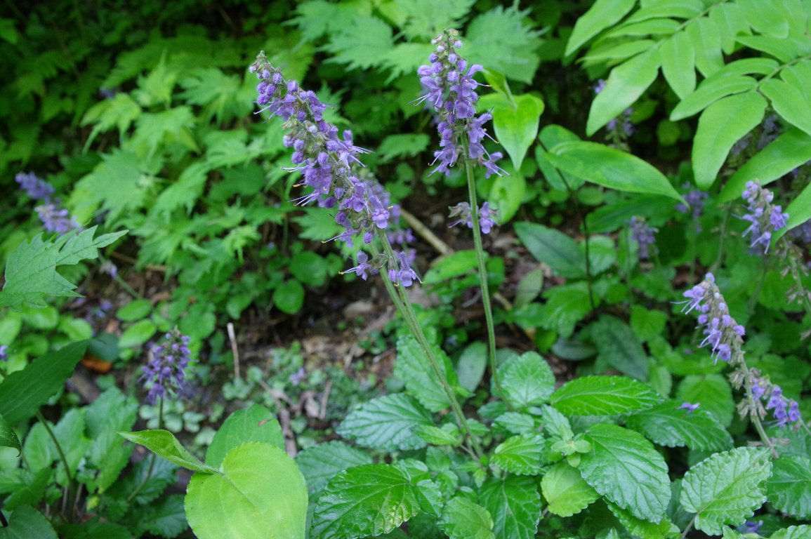 �^�W�}�^�����\�E