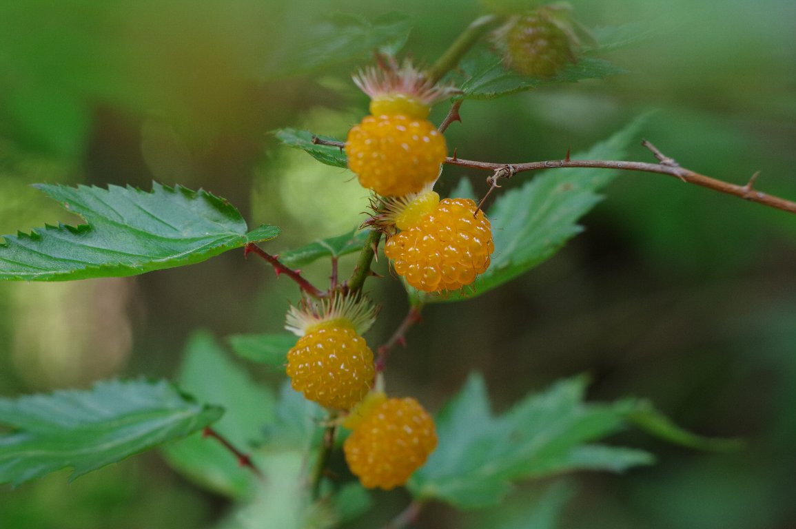 �i�K�o���~�W�C�`�S