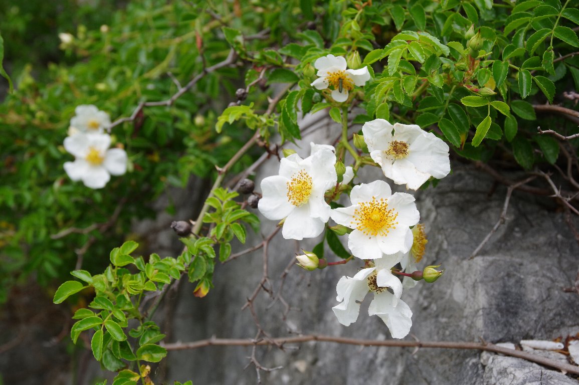 �e���n�m�C�o��