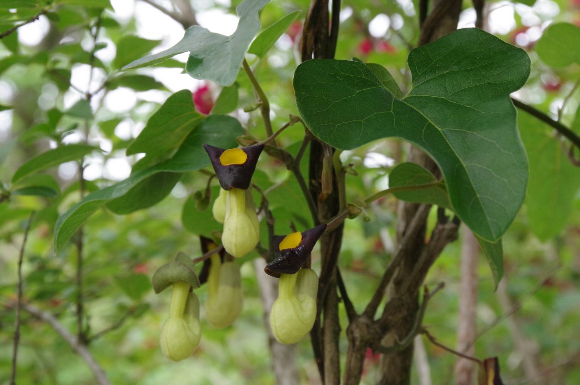 �A���}�E�}�m�X�Y�N�T