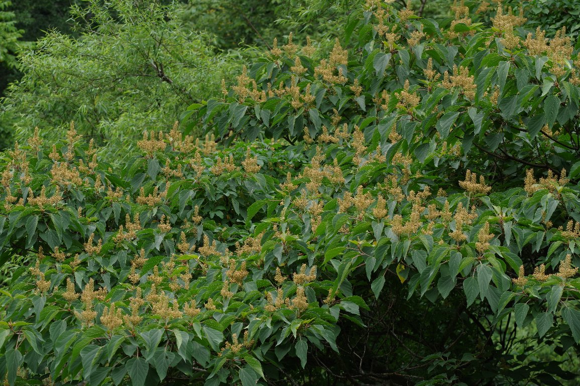 �A�J���K�V��