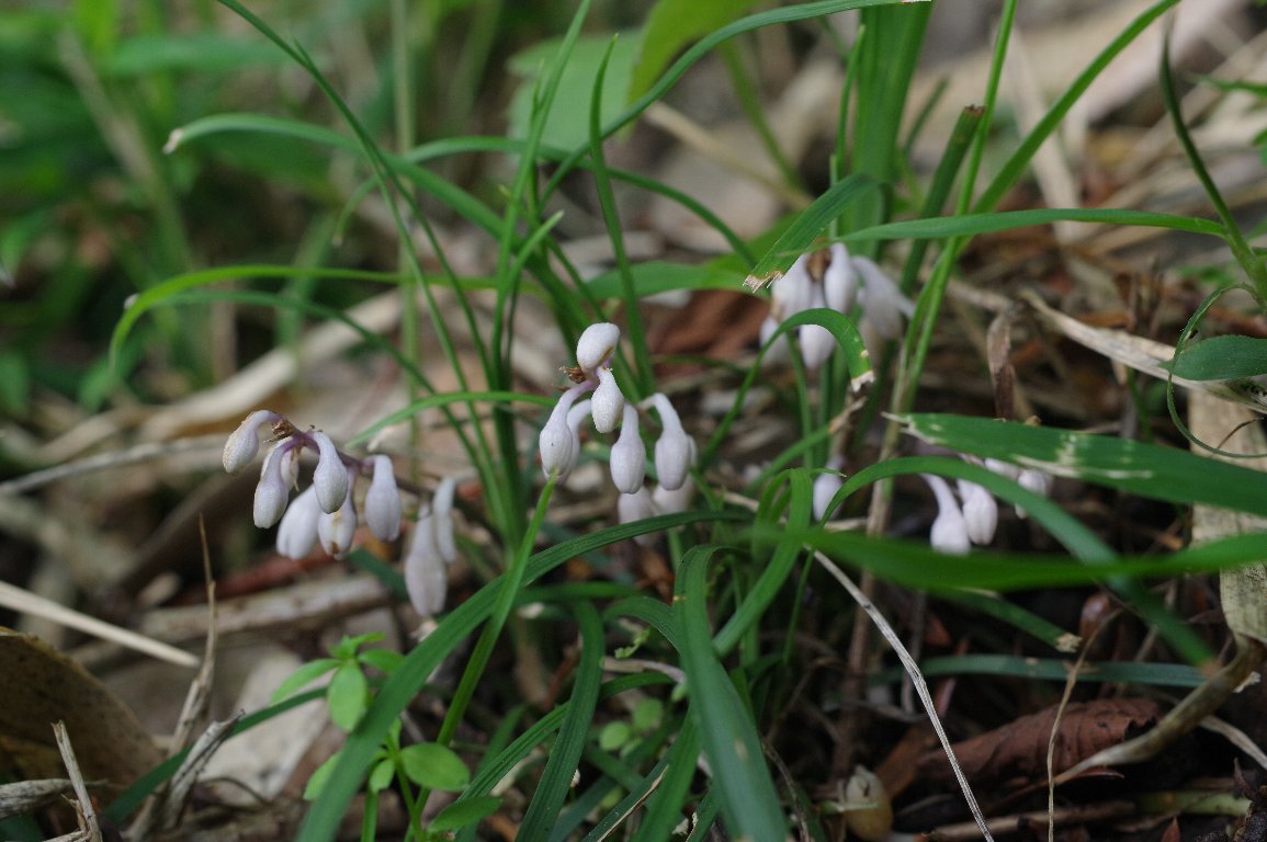 �W���m�q�Q