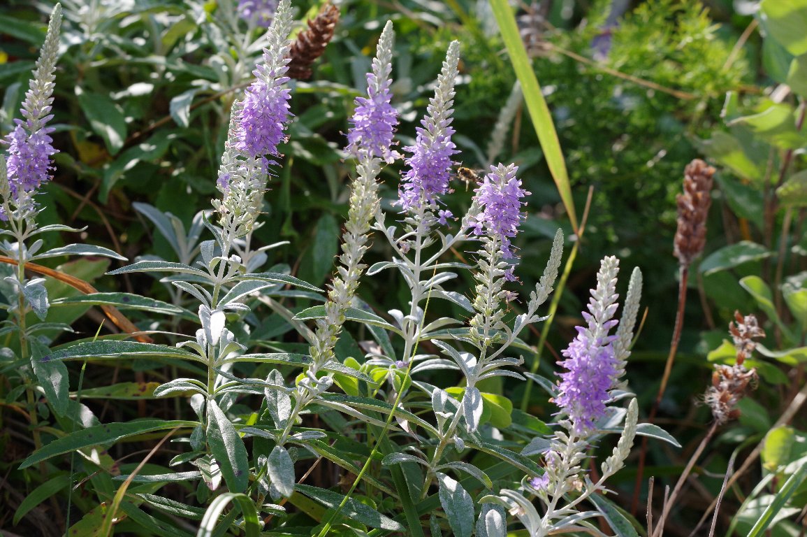 �g�E�e�C����