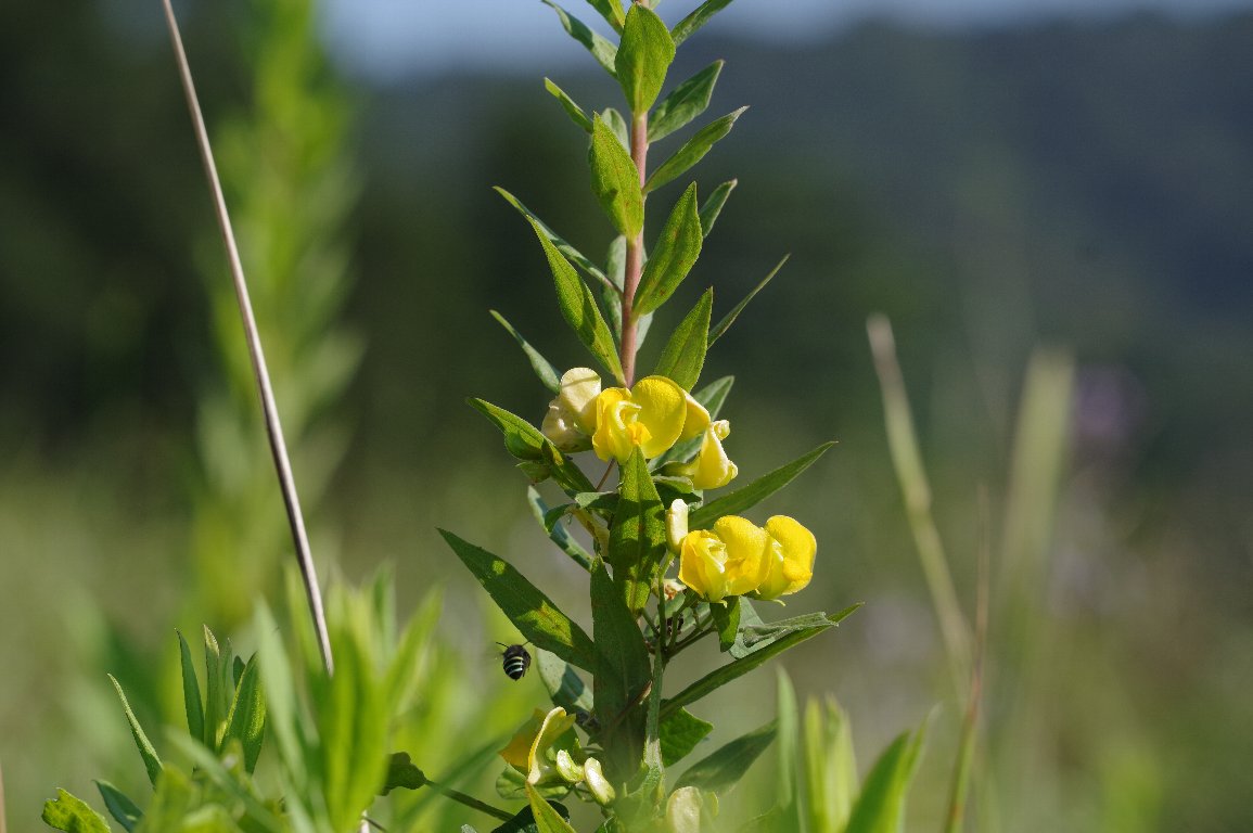 ���u�c���A�Y�L