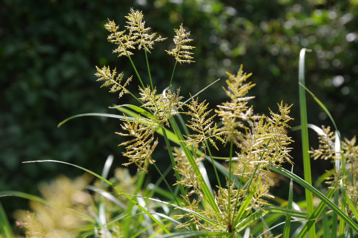 �V���N���E�K���c��