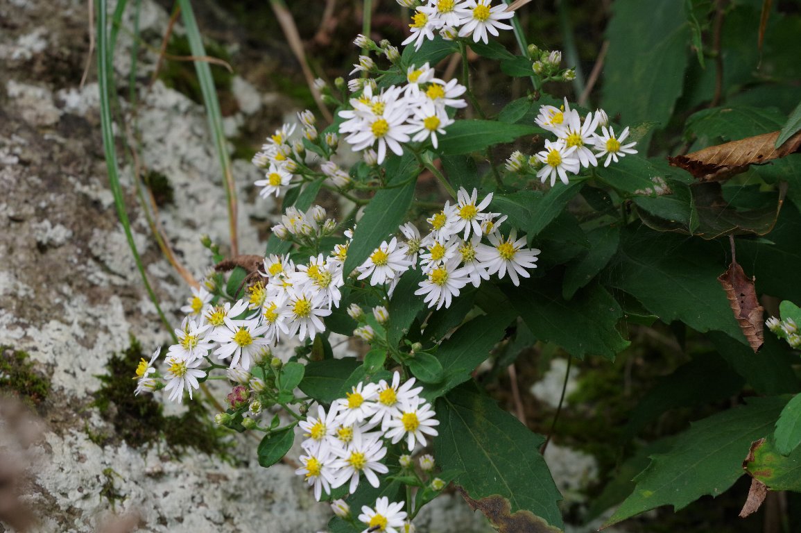 �C�i�J�M�N