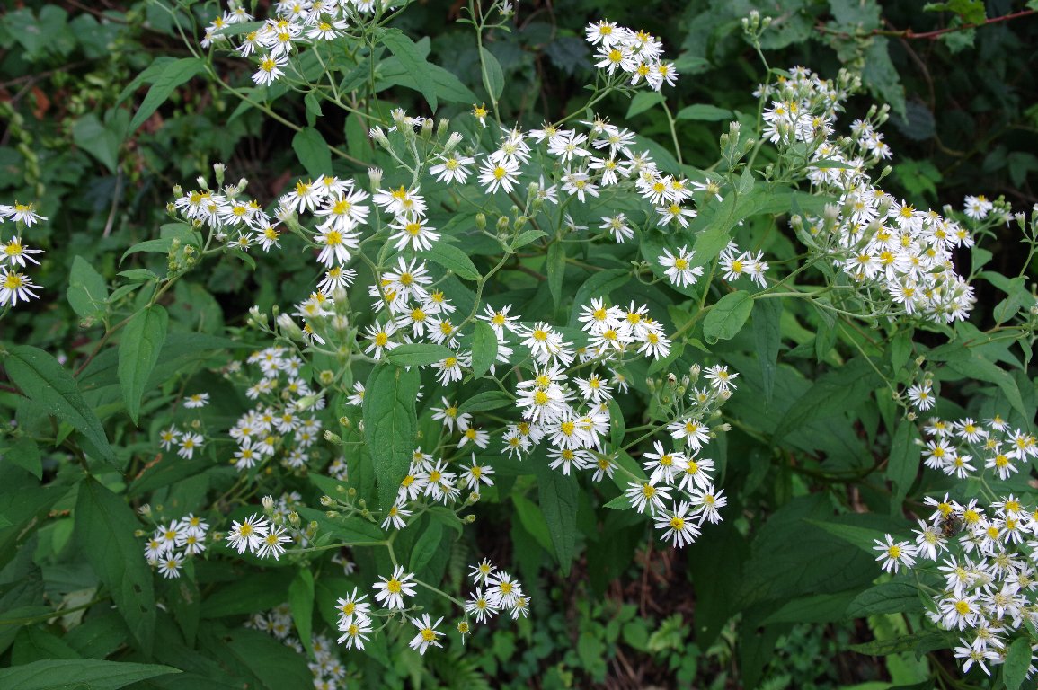 �V�������i