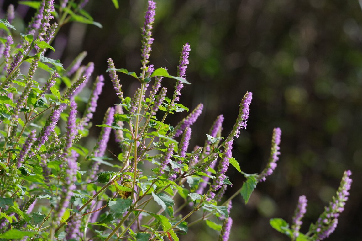 �i�M�i�^�R�E�W��