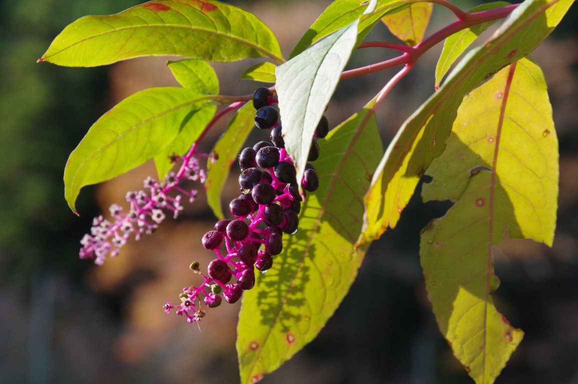 ���E�V�����}�S�{�E