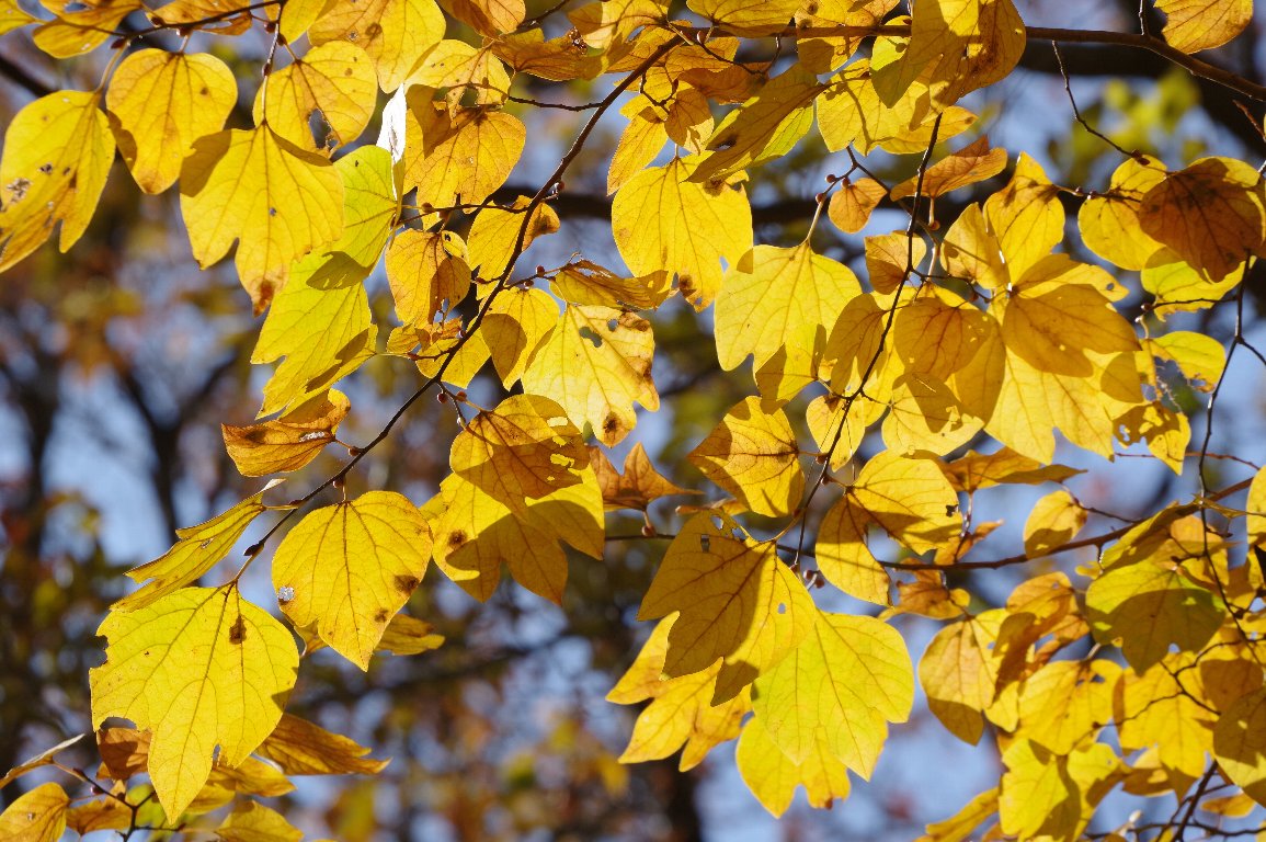 �_���R�E�o�C