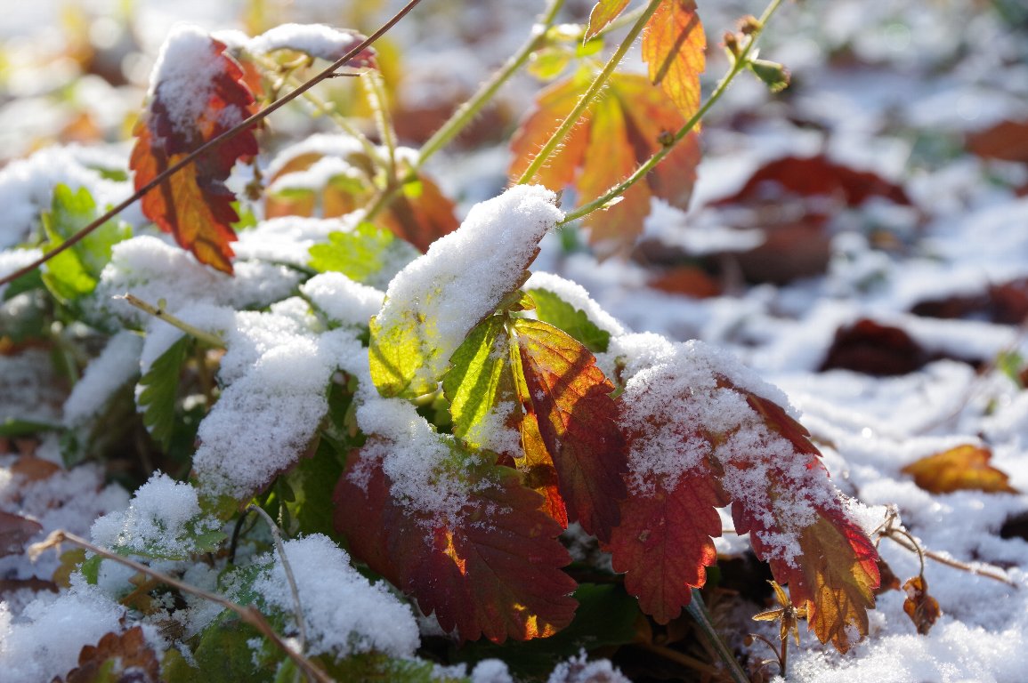 �L���~�Y�q�L