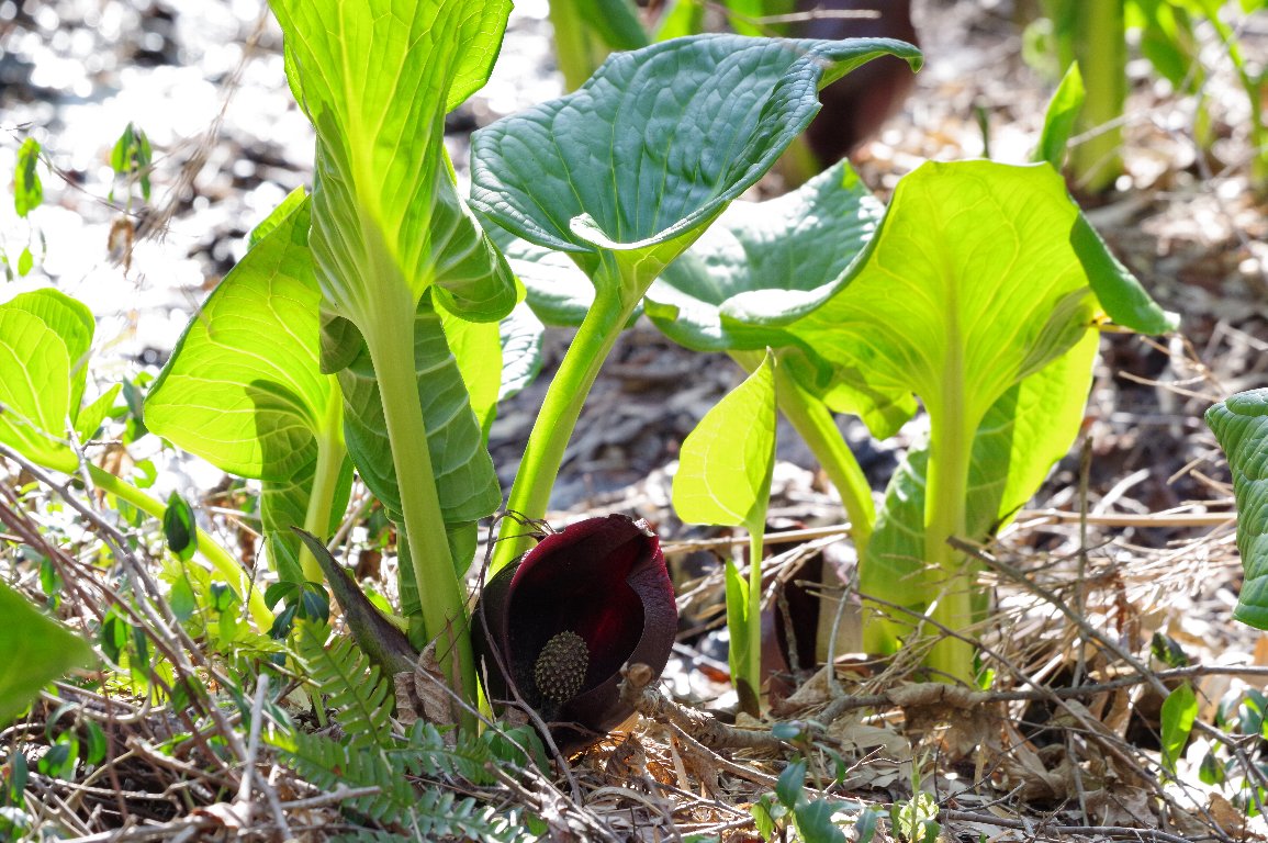 �U�[���\�E