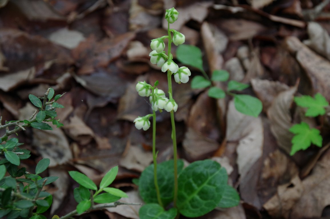 �C�`���N�\�E