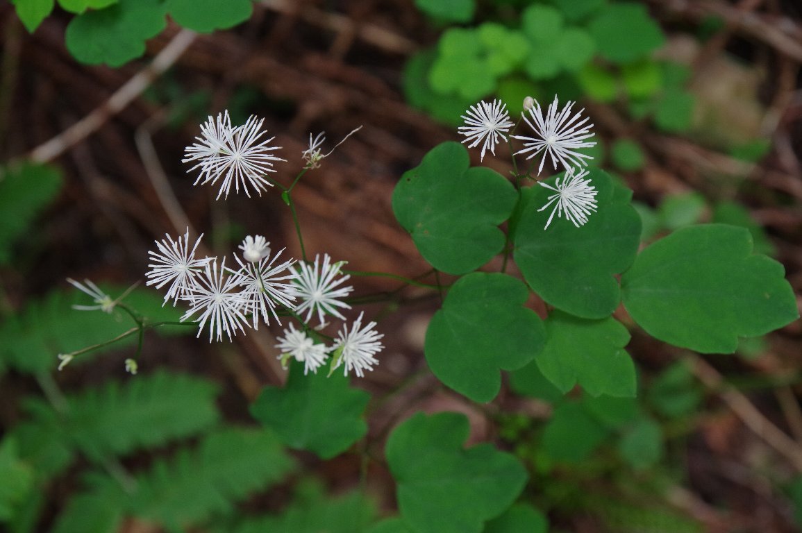 �V�M���J���}�c