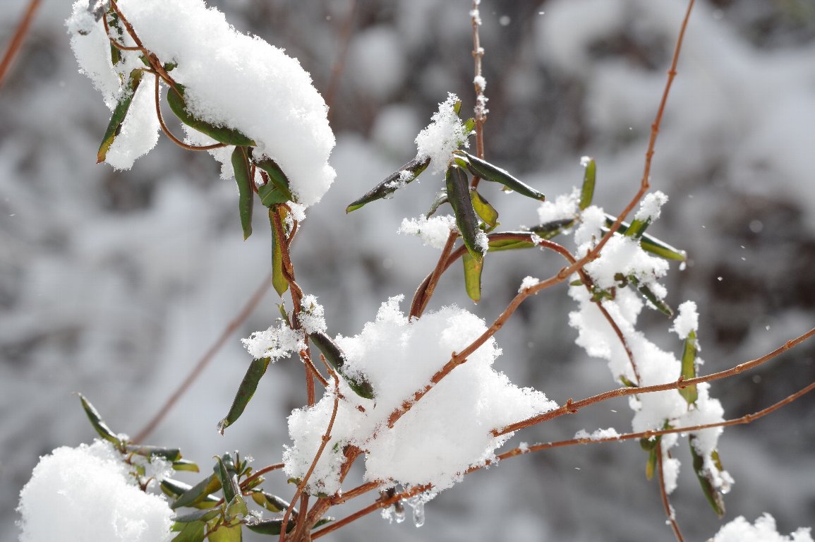 �X�C�J�Y��