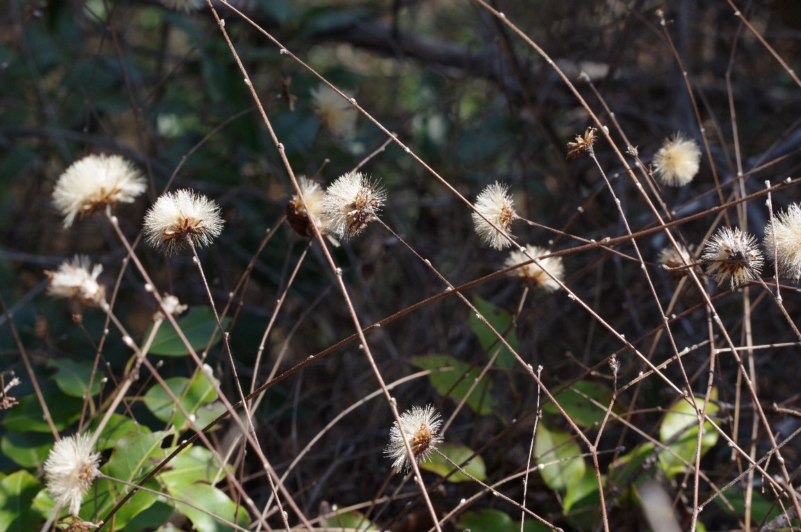 �R�E���{�E�L