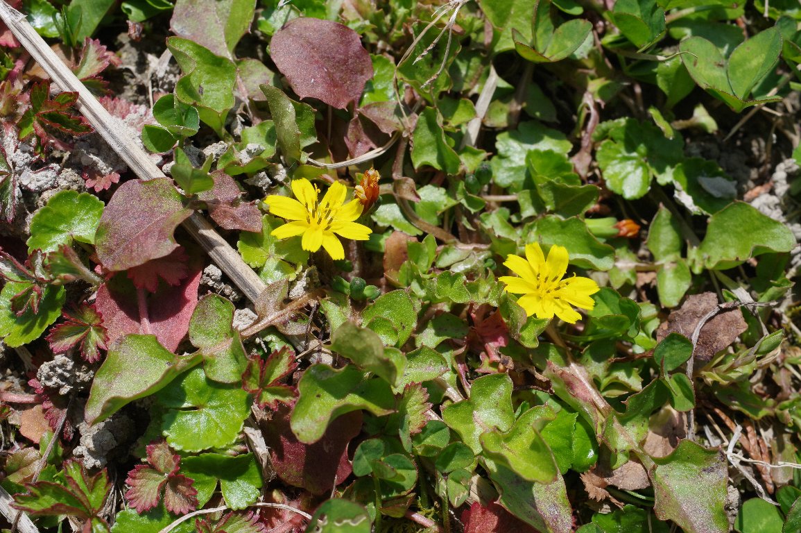 �R�I�j�^�r���R