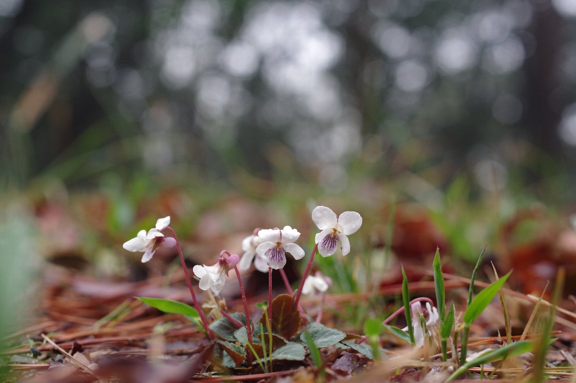 �t���g�X�~��