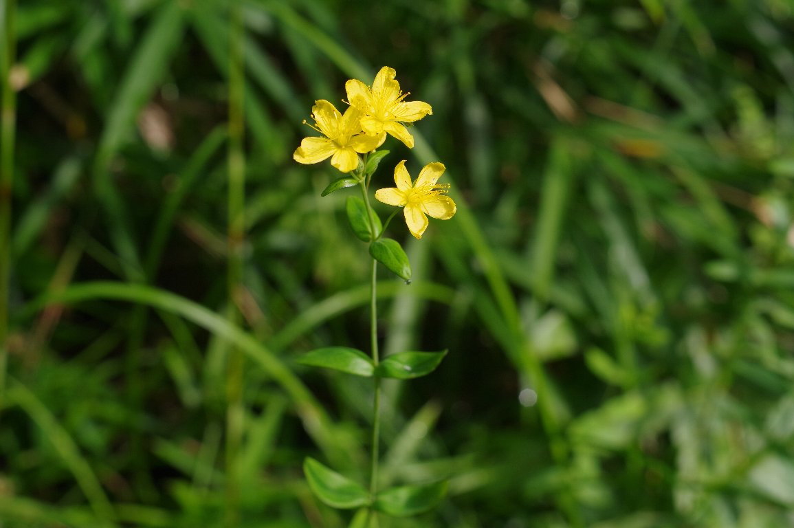 �I�g�M���\�E